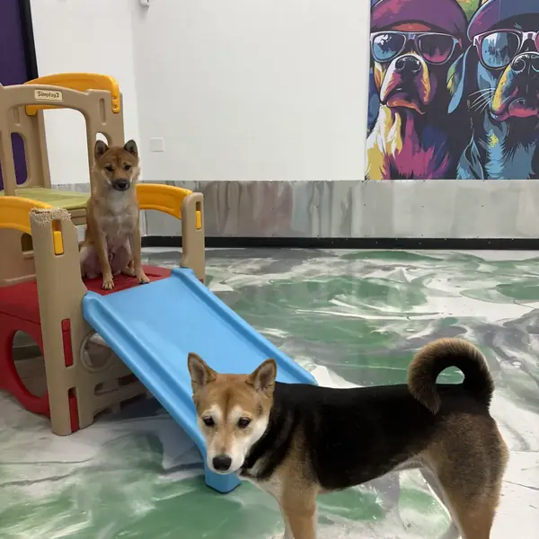 Boarding guest at K9 Rox Club Las Vegas